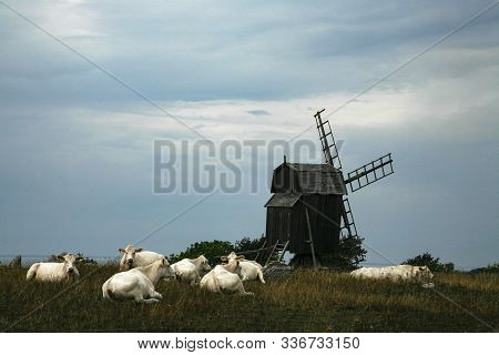 A Windmill With Withe Cows Lying In Front