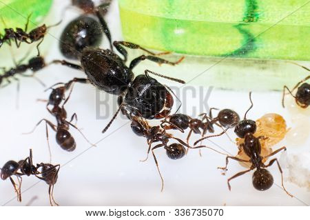 Queen Ant Messor Structor In Formicaria Closeup