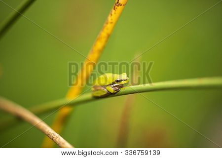 Wallum Sedge Frog