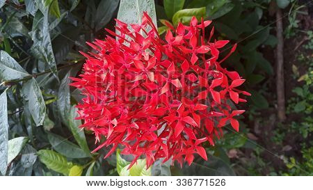 Red Indian Flower,red Ixora Plant With Leaves Background In The Garden Of Shatabdi Park,asansol,west