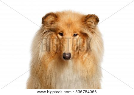 Portrait Of Collie Dog On Isolated White Background
