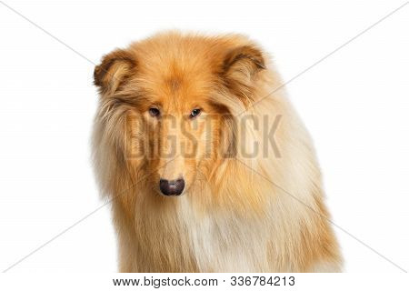 Portrait Of Collie Dog On Isolated White Background