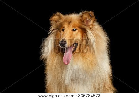 Portrait Of Collie Dog On Isolated Black Background