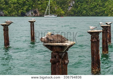 Los Haitises Pelicans Nest Close Up