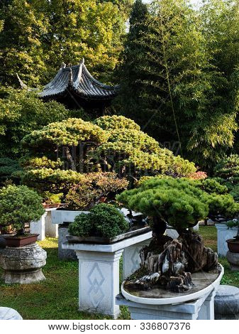Suzhou, China - October 30, 2017: Bonsai Installation At Lingering Garden, One Of The Most Famous Cl