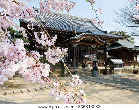 Tokushima, Japan - April 2, 2018: Cherry Blossoms At Jizoji, Temple Number 5 On Shikoku Pilgrimage