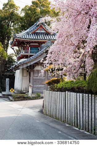 Cherry Tree Blossoming At The Entrance To Anrakuji, Temple Number 6 Of Shikoku Pilgrimage