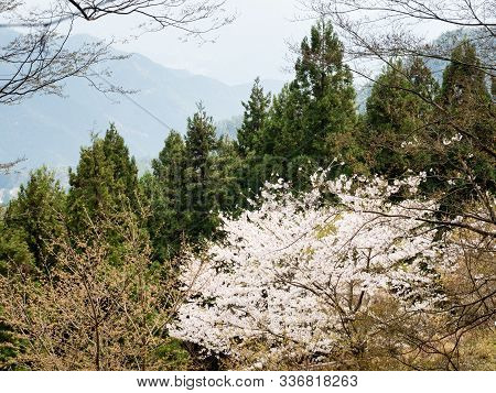 Wild Cherry Tree Blooming In The Mountains Of Shikoku Island Near Shosanji, Temple Number 12 Of Shik