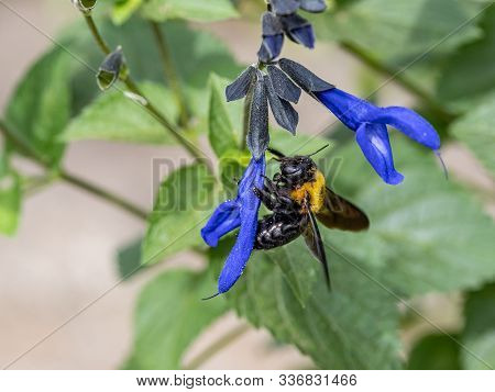 A Japanese Carpenter Bee, Xylocopa Appendiculata, Feeds Off Of Blue Sage Flowers Near Yokohama, Japa