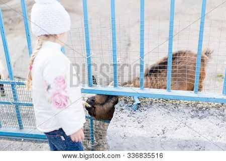 Baby Feeds A Goat Through A Cage.baby Feeds A Goat Through A Cage