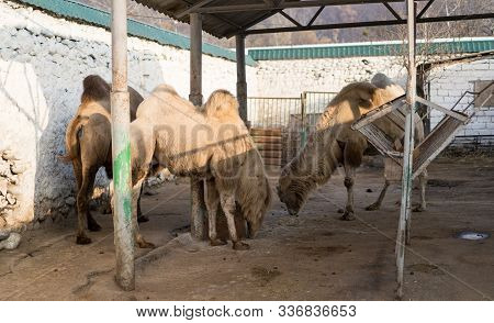 Three Camels Live In A Zoo.three Camels Live In A Zoo