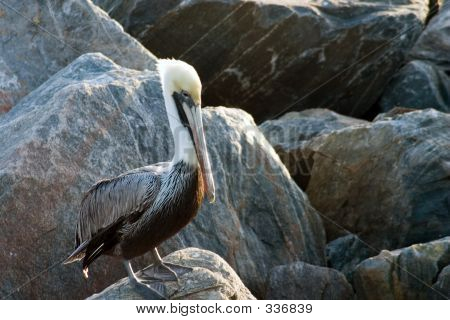 Pelican på klipperne