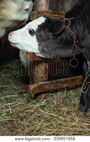 A Black And A Small Calf Stands In A Shed Tied Near A Cow.