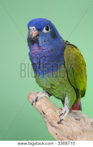 Голубой возглавлял Pionus