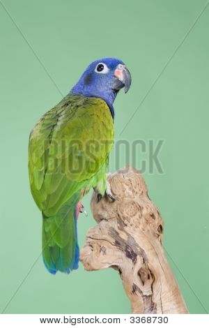 Голубой возглавлял Pionus
