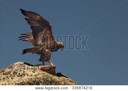The Golden Eagle (aquila Chrysaetos)with Death Rabbit On The Rock. The Golden Eagle After Hunt In Ev