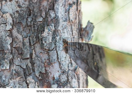 Steel Arms. Throwing A Knife. The Knife Stuck In The Bark Of A Tree.