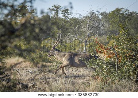 Common Waterbuck Male Running In Savannah In Kruger National Park, South Africa ; Specie Kobus Ellip