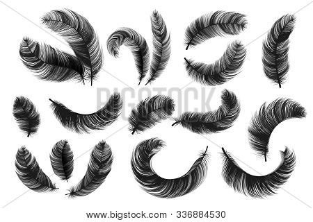 Black Feathers. Realistic Fluffy Swan Feathers, Vintage Isolated Quill Silhouettes, Vector Angel Or 