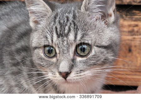 Close Up Of A Beeautiful Small Gray Kitten Head
