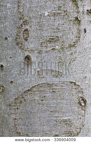 Smooth Beech Tree Trunk Surface For Background