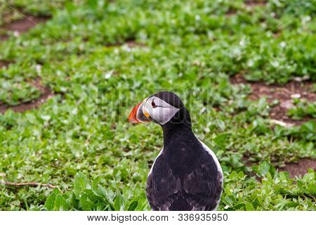 Colony Of Puffins, With Brightly Coloured Beaks,  Also Knows As Puffinry, A Circus, A Burrow, A Gath