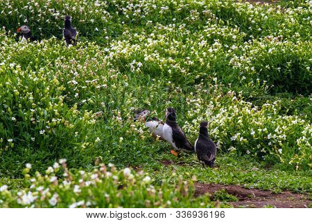 Colony Of Puffins, With Brightly Coloured Beaks,  Also Knows As Puffinry, A Circus, A Burrow, A Gath