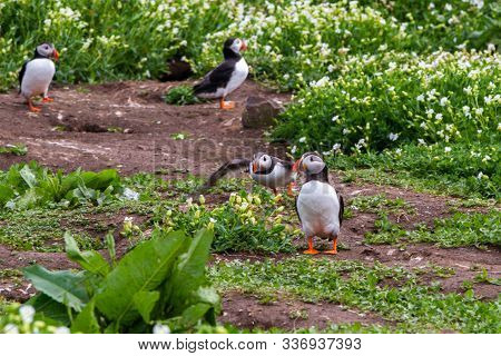 Colony Of Puffins, With Brightly Coloured Beaks,  Also Knows As Puffinry, A Circus, A Burrow, A Gath