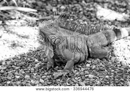 Wild Life Concept. Animal Rights. Save Biodiversity Natural Area. Lazy Lizard Relaxing. Stunning Nat