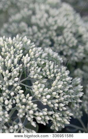 Lot Of Blooming Hylotelephium Telephium White Flowers With Green Leaves And Stems