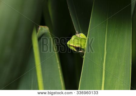 Wallum Sedge Frog