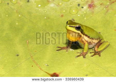 Wallum Sedge Frog