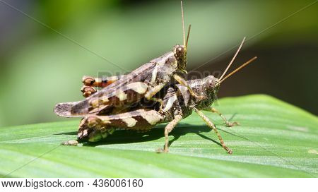 Horizontal Shot Of Two Brown Grasshopper's Mating In The Garden On A Green Leaf Under Bright Dayligh