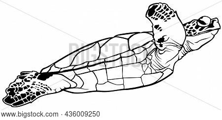 Green Sea Turtle (chelonia Mydas) - Black Outlined Illustration Isolated On White Background, Vector