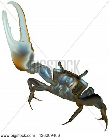 Mud Fiddler Crab (uca Pugnax) - Colored And Detailed Illustration Isolated On White Background, Vect