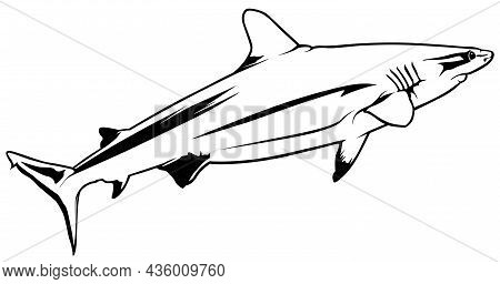 Gray Reef Shark (carcharhinus Amblyrhynchos) - Black Illustration Isolated On White Background, Vect