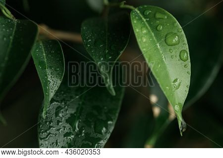 Ficus Foliage. New Light Green Leaves Of The Plant. Macro Photo Of A Young Ficus Leaf. Green Foliage