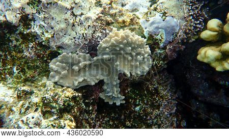 Finger-lobed Soft Coral (sinularia Leptoclados) Undersea, Red Sea, Egypt, Sharm El Sheikh, Nabq Bay