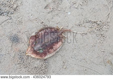 Whipray Stingray With A Long Tail Sting Thrown To The Sandy Beach