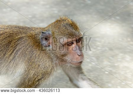 Crabeater Macaque Portrait In The Sunlight Side View Close-up