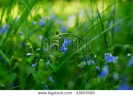 Fiori di campo in erba verde