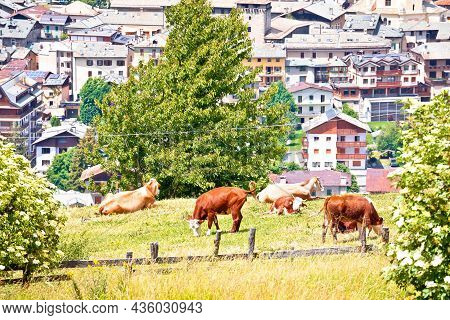 Town Of Bormio And Cow Herd In Alpine Landscape View, Province Of Sondrio, Lombardy, Italy