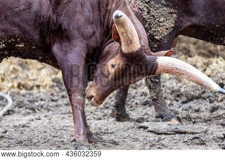 Bull Watussi Bowed His Head With Big Horns