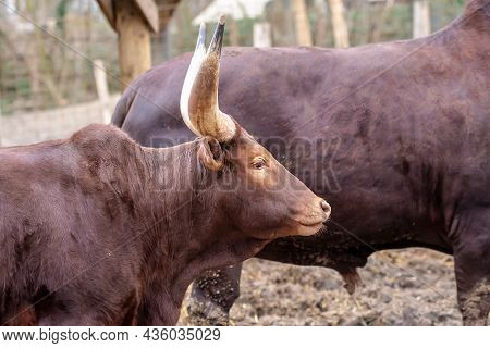 Pair Of Brown Cows With Big Horns Watussi Close Up