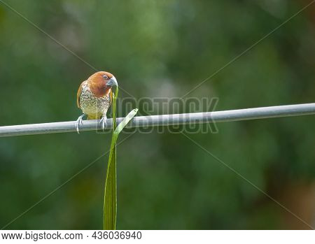 Scaly Breasted Munia Bird Sitting On A Cable With A Grass Holding In Beak On Blurry Background