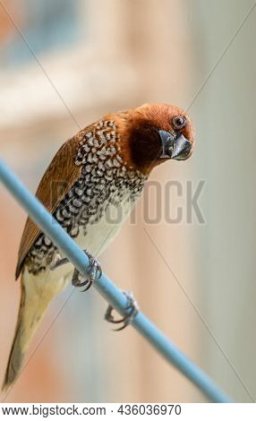 Close Up Of Scaly Breasted Munia Bird On White Background With Empty Space