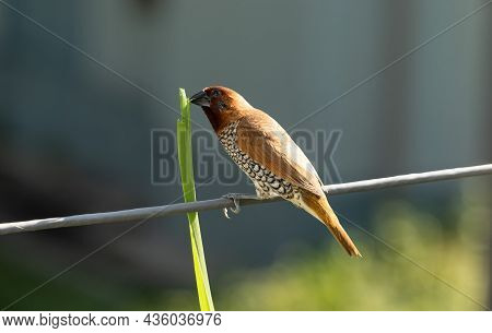 Scaly Breasted Munia Bird Sitting On A Cable With A Grass Holding In Beak On Blurry Background