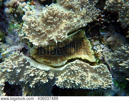 Finger-lobed Soft Coral (sinularia Leptoclados) And Hedgehog Coral (echinopora Lamellosa) Undersea, 
