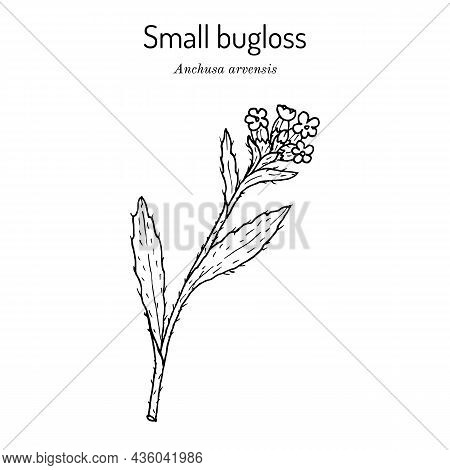 Small Or Annual Bugloss Anchusa Arvensis , Medicinal Plant. Hand Drawn Botanical Vector Illustration