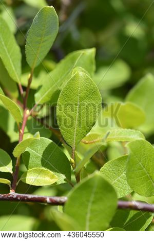 Kilmarnock Willow Leaves - Latin Name - Salix Caprea Kilmarnock